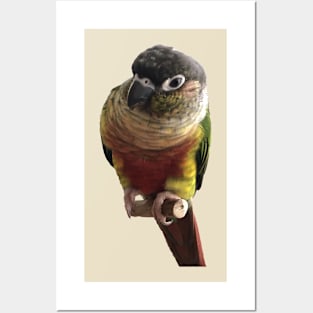 Green Cheek Conure Parrot Bird design, Love for birds Posters and Art